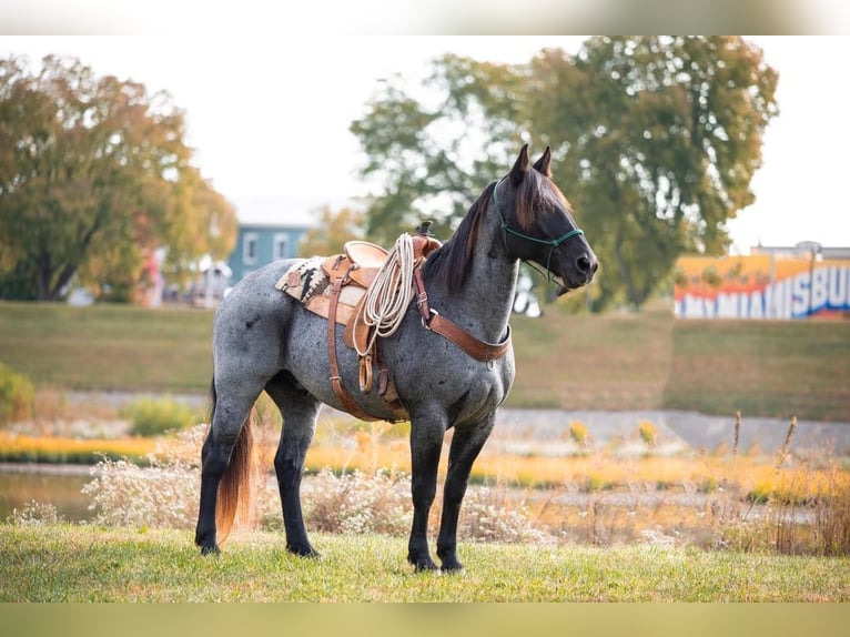 American Quarter Horse Castrone 14 Anni 165 cm Roano blu in Middletown OH