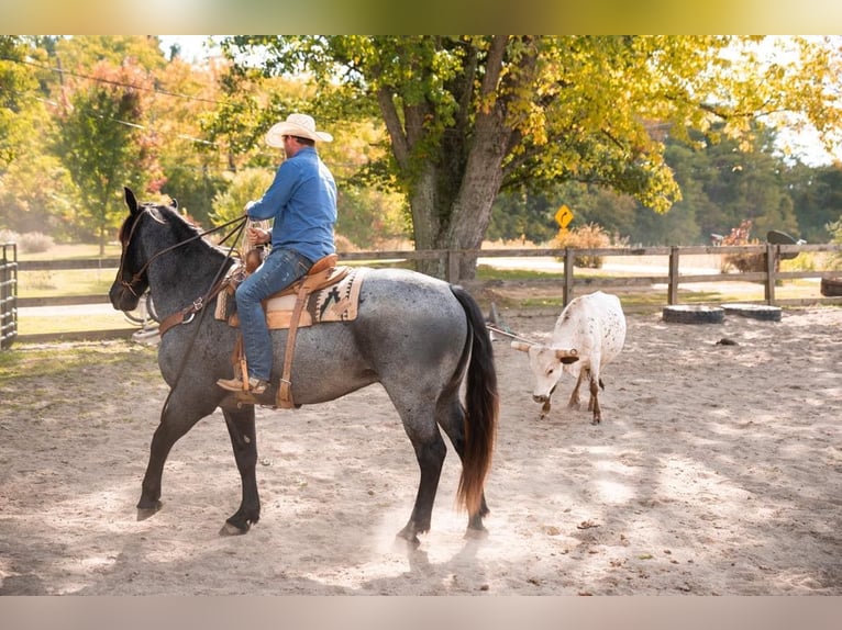 American Quarter Horse Castrone 14 Anni 165 cm Roano blu in Middletown OH