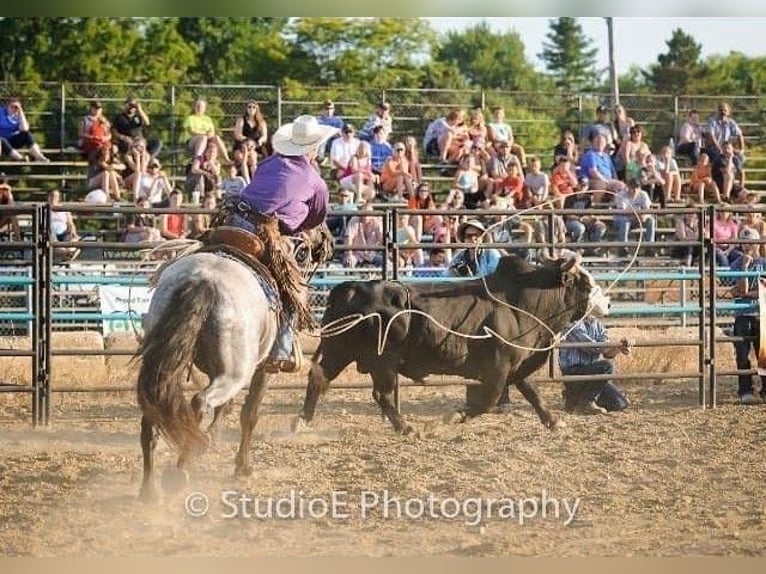 American Quarter Horse Castrone 14 Anni 165 cm Roano blu in Middletown OH