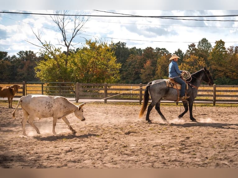 American Quarter Horse Castrone 14 Anni 165 cm Roano blu in Middletown OH