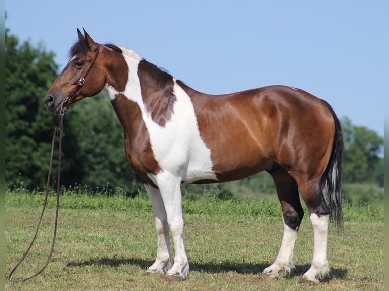 American Quarter Horse Castrone 14 Anni 165 cm Tobiano-tutti i colori in Whitley city KY