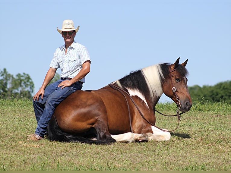 American Quarter Horse Castrone 14 Anni 165 cm Tobiano-tutti i colori in Mount Vernon KY