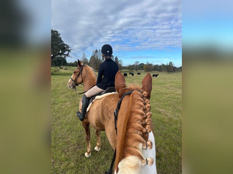 American Quarter Horse Castrone 14 Anni 168 cm Sauro scuro in Ocala FL