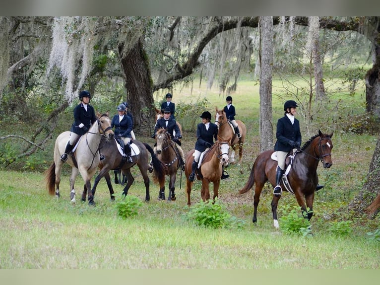 American Quarter Horse Castrone 14 Anni 168 cm Sauro scuro in Ocala FL