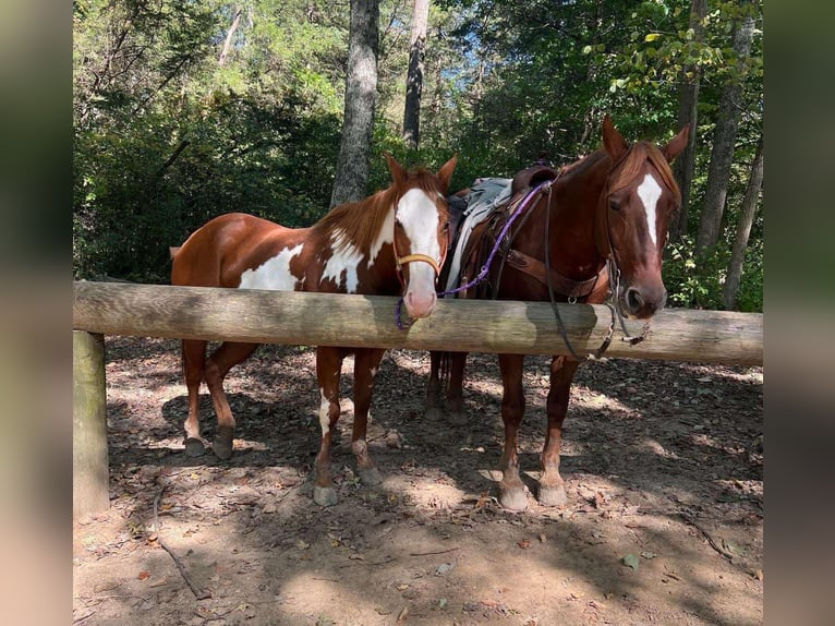 American Quarter Horse Castrone 14 Anni 168 cm Sauro scuro in Howell Mi