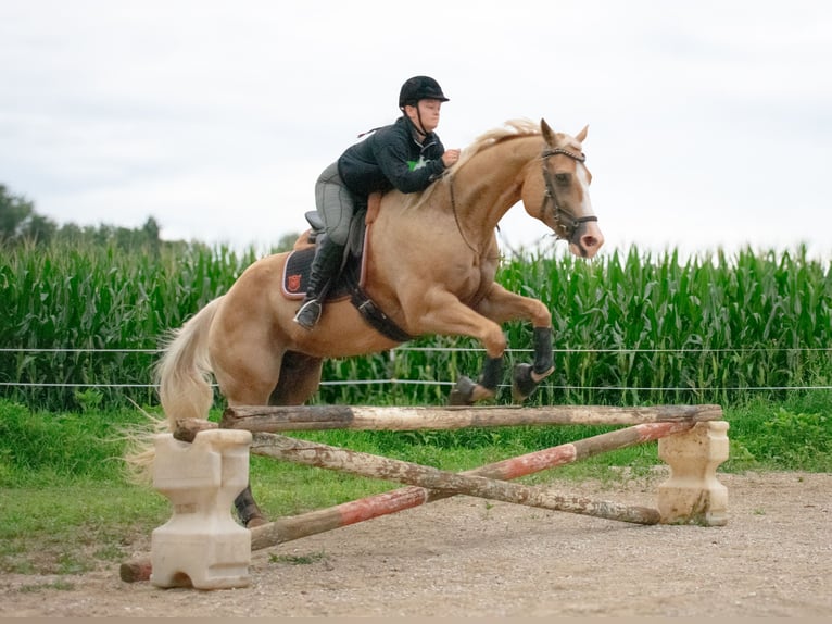 American Quarter Horse Castrone 14 Anni 170 cm Palomino in Henderson