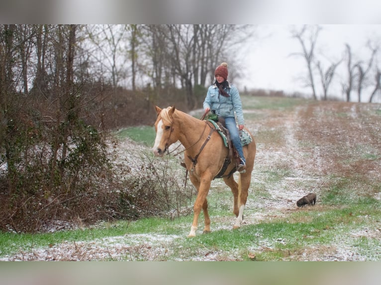 American Quarter Horse Castrone 14 Anni 170 cm Palomino in Henderson