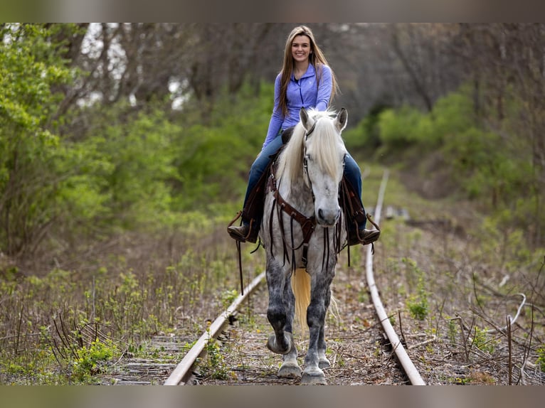 American Quarter Horse Castrone 14 Anni 173 cm Grigio pezzato in Ewing KY