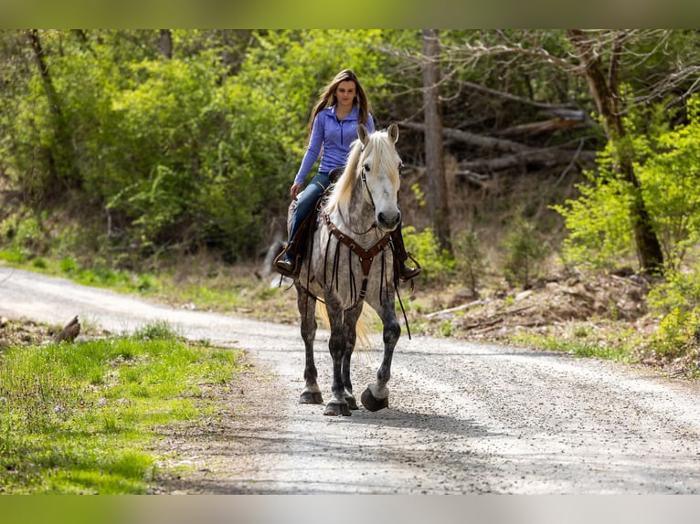 American Quarter Horse Castrone 14 Anni 173 cm Grigio pezzato in Ewing KY