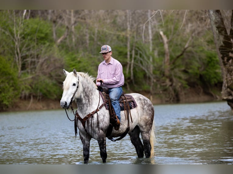 American Quarter Horse Castrone 14 Anni 173 cm Grigio pezzato in Ewing KY