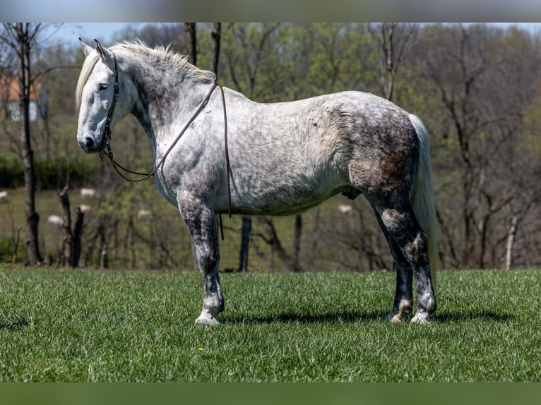 American Quarter Horse Castrone 14 Anni 173 cm Grigio pezzato in Ewing KY