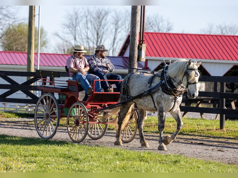 American Quarter Horse Castrone 14 Anni 173 cm Grigio pezzato in Ewing KY