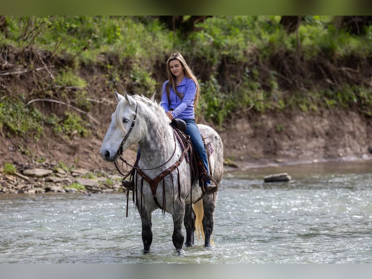 American Quarter Horse Castrone 14 Anni 173 cm Grigio pezzato in Ewing KY