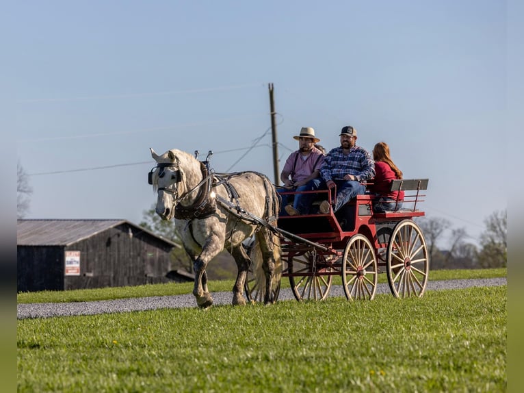 American Quarter Horse Castrone 14 Anni 173 cm Grigio pezzato in Ewing KY