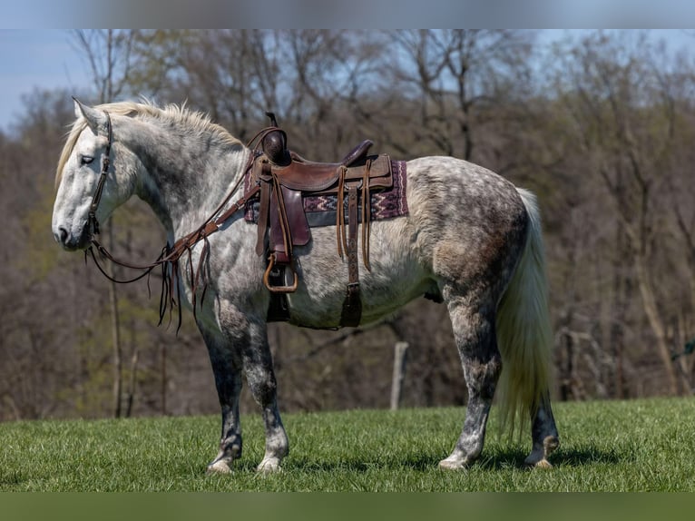 American Quarter Horse Castrone 14 Anni 173 cm Grigio pezzato in Ewing KY