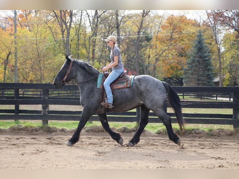 American Quarter Horse Castrone 14 Anni 173 cm Roano blu in Highland MI