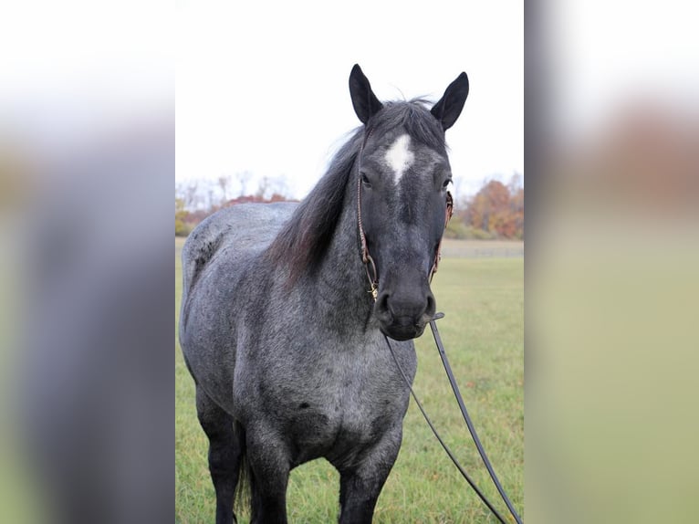 American Quarter Horse Castrone 14 Anni 173 cm Roano blu in Highland MI