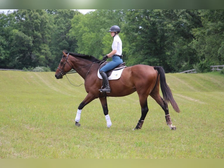 American Quarter Horse Castrone 14 Anni 178 cm Baio ciliegia in Highland Mi