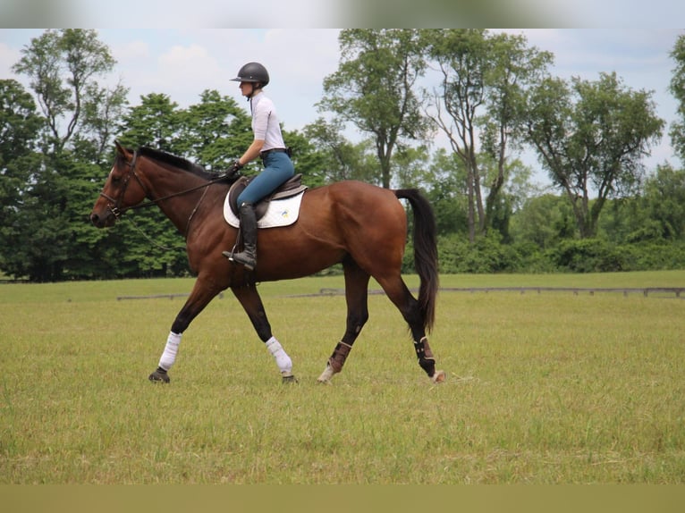 American Quarter Horse Castrone 14 Anni 178 cm Baio ciliegia in Highland Mi