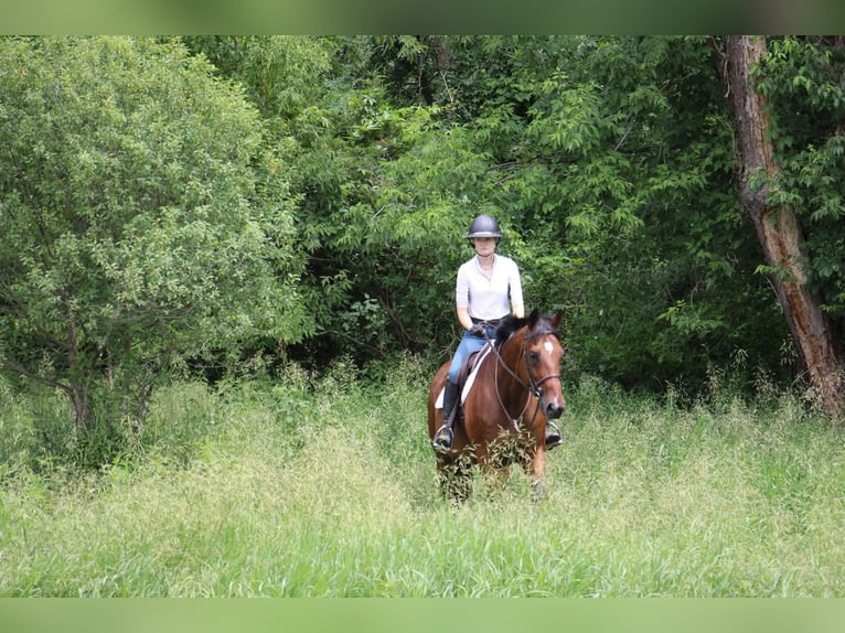 American Quarter Horse Castrone 14 Anni 178 cm Baio ciliegia in Highland Mi