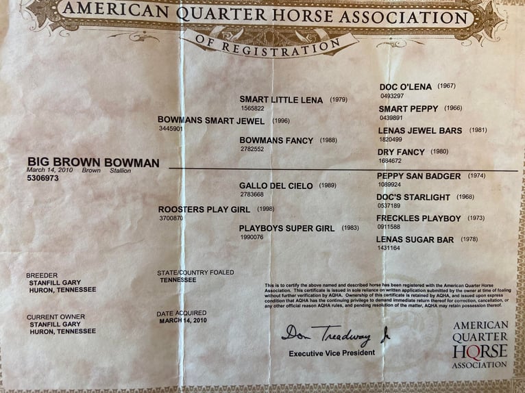 American Quarter Horse Castrone 14 Anni Baio ciliegia in Hillsboro KY