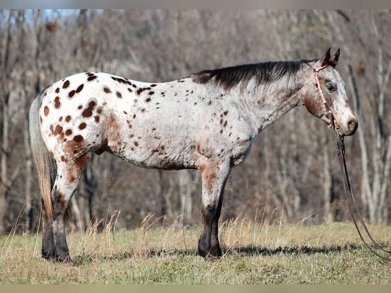 American Quarter Horse Castrone 14 Anni Baio ciliegia in Brodhead Ky