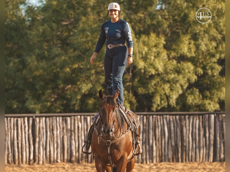 American Quarter Horse Castrone 14 Anni Baio roano in Weatherford TX