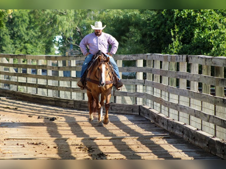 American Quarter Horse Castrone 14 Anni Falbo in Stephenville TX