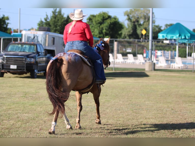 American Quarter Horse Castrone 14 Anni Falbo in Stephenville TX