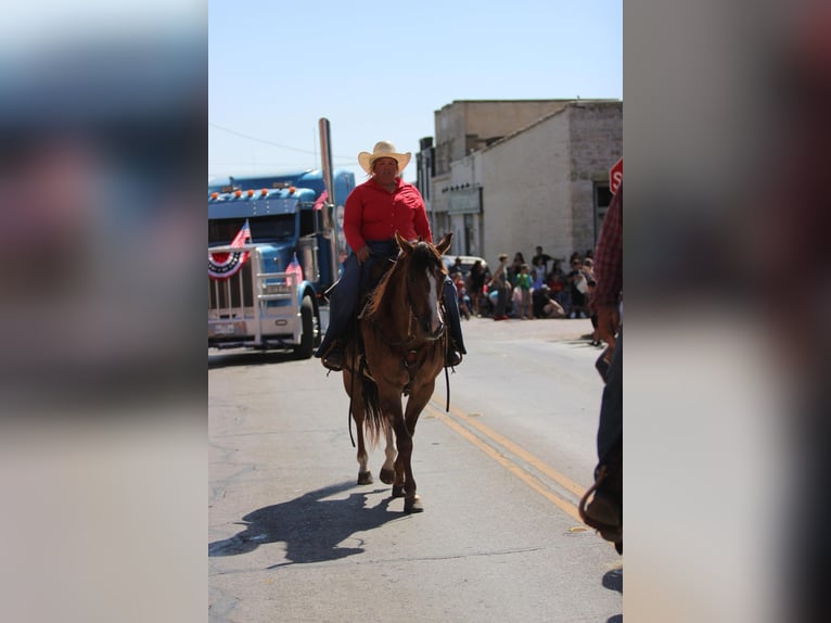 American Quarter Horse Castrone 14 Anni Falbo in Stephenville TX