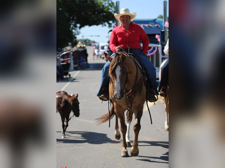 American Quarter Horse Castrone 14 Anni Falbo in Stephenville TX