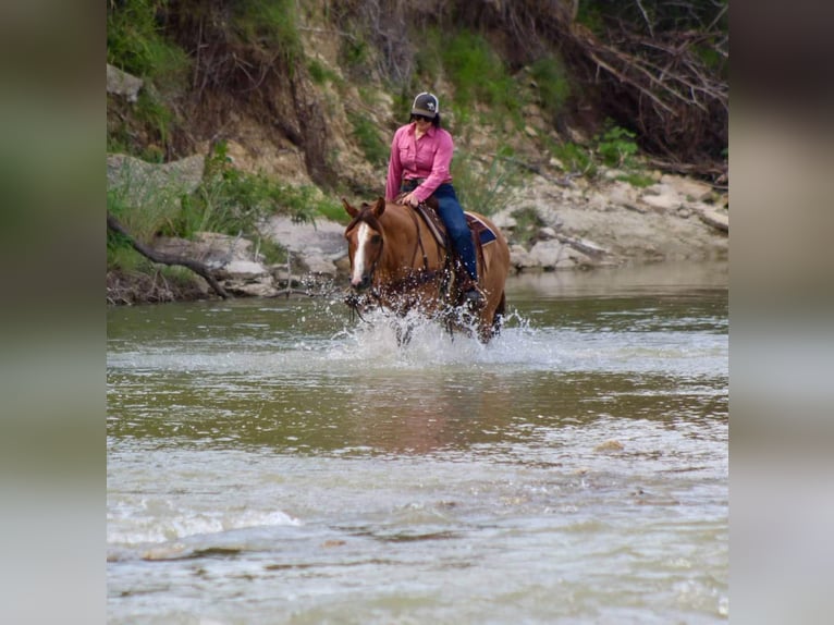 American Quarter Horse Castrone 14 Anni Falbo in Stephenville TX