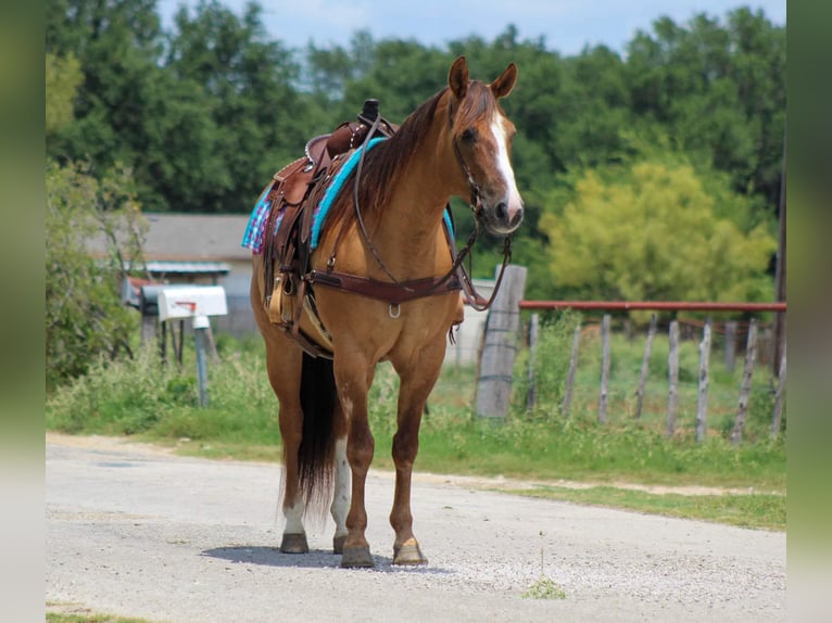 American Quarter Horse Castrone 14 Anni Falbo in Stephenville TX