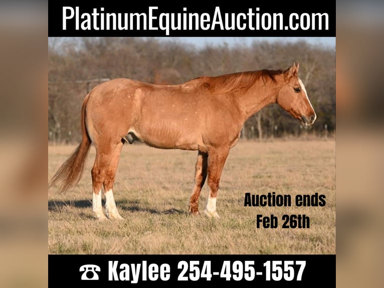 American Quarter Horse Castrone 14 Anni Falbo in Waco TX