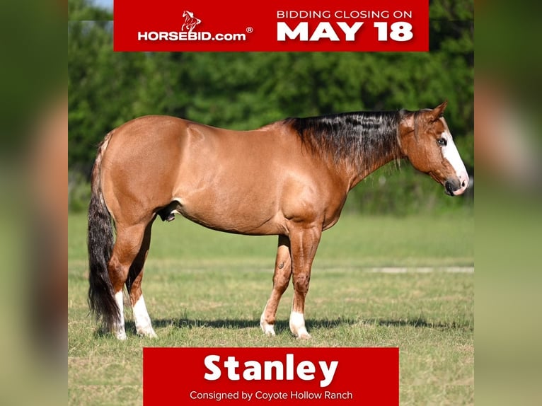 American Quarter Horse Castrone 14 Anni Falbo in Mount Vernon