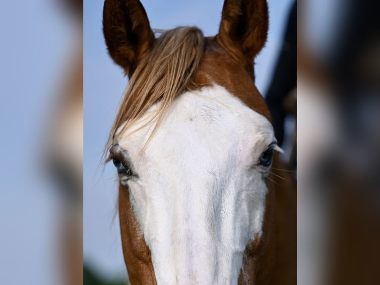 American Quarter Horse Castrone 14 Anni Falbo in Mount Vernon