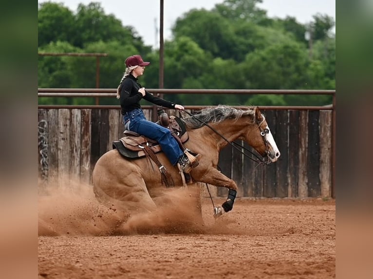 American Quarter Horse Castrone 14 Anni Falbo in Mount Vernon
