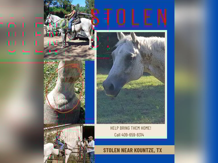 American Quarter Horse Castrone 14 Anni Grigio in Kountze