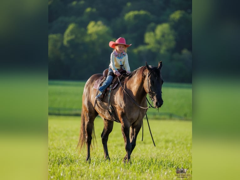 American Quarter Horse Castrone 14 Anni Grullo in Auburn