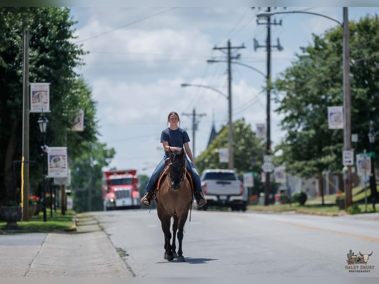 American Quarter Horse Castrone 14 Anni Grullo in Auburn