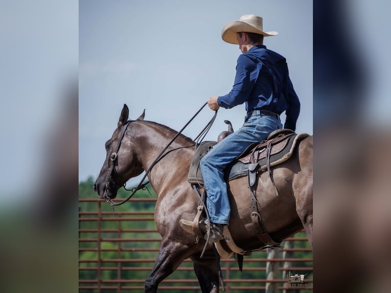 American Quarter Horse Castrone 14 Anni Grullo in Auburn