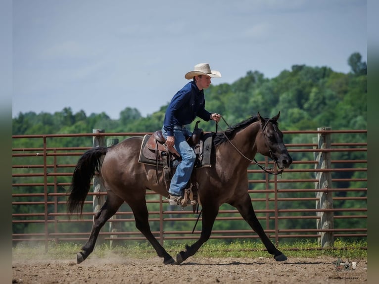 American Quarter Horse Castrone 14 Anni Grullo in Auburn