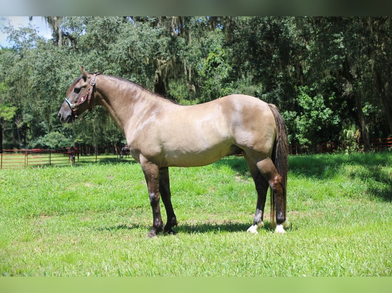 American Quarter Horse Castrone 14 Anni Grullo in Brooksville