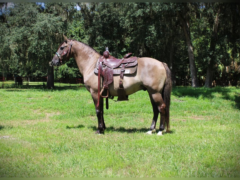 American Quarter Horse Castrone 14 Anni Grullo in Brooksville
