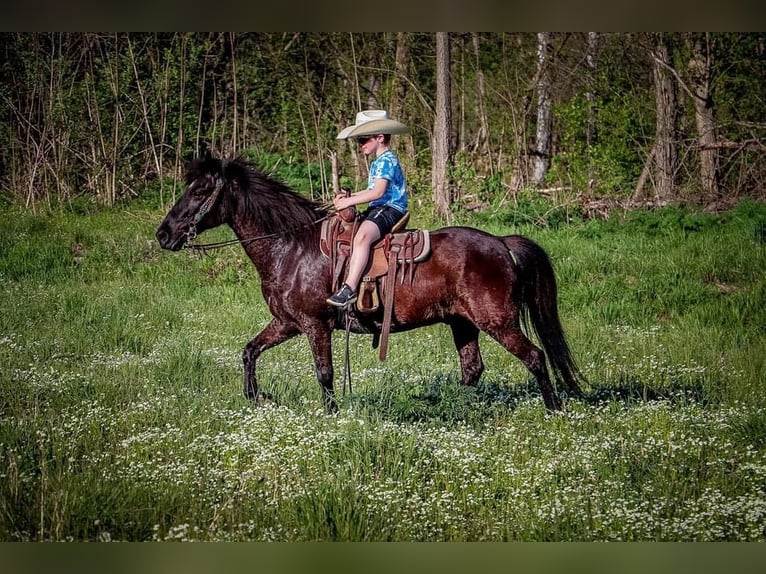 American Quarter Horse Castrone 14 Anni Morello in Hillsboro KY