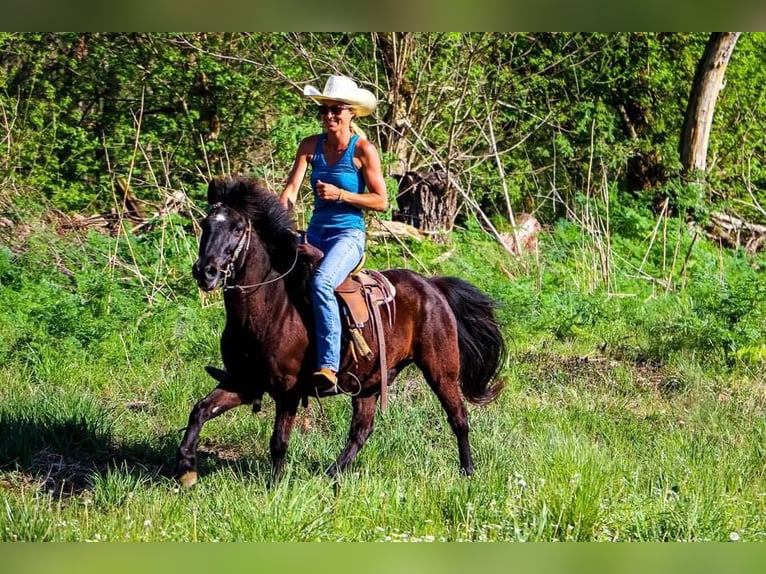 American Quarter Horse Castrone 14 Anni Morello in Hillsboro KY