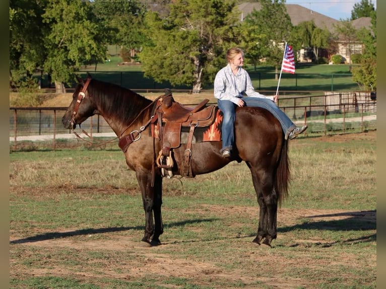 American Quarter Horse Castrone 14 Anni Morello in Cleburne, TX