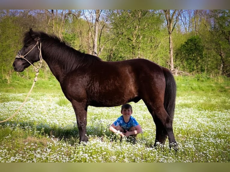 American Quarter Horse Castrone 14 Anni Morello in Hillsboro KY