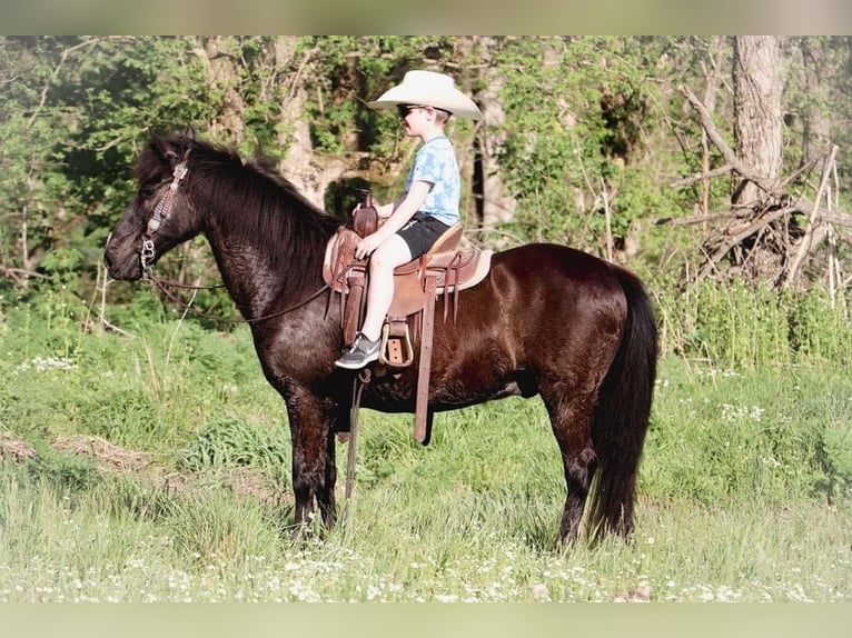 American Quarter Horse Castrone 14 Anni Morello in Hillsboro KY