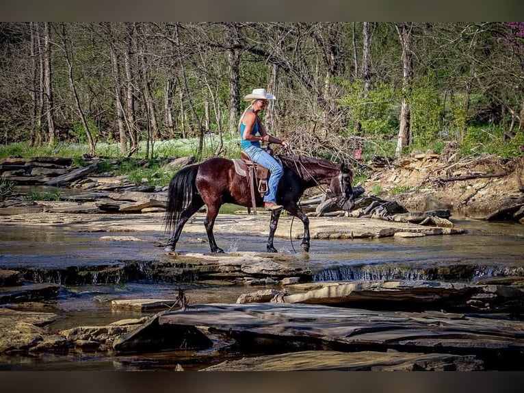 American Quarter Horse Castrone 14 Anni Morello in Hillsboro KY
